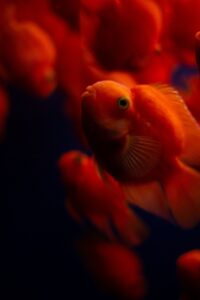 年末年始にぴったりの作り置きレシピは？